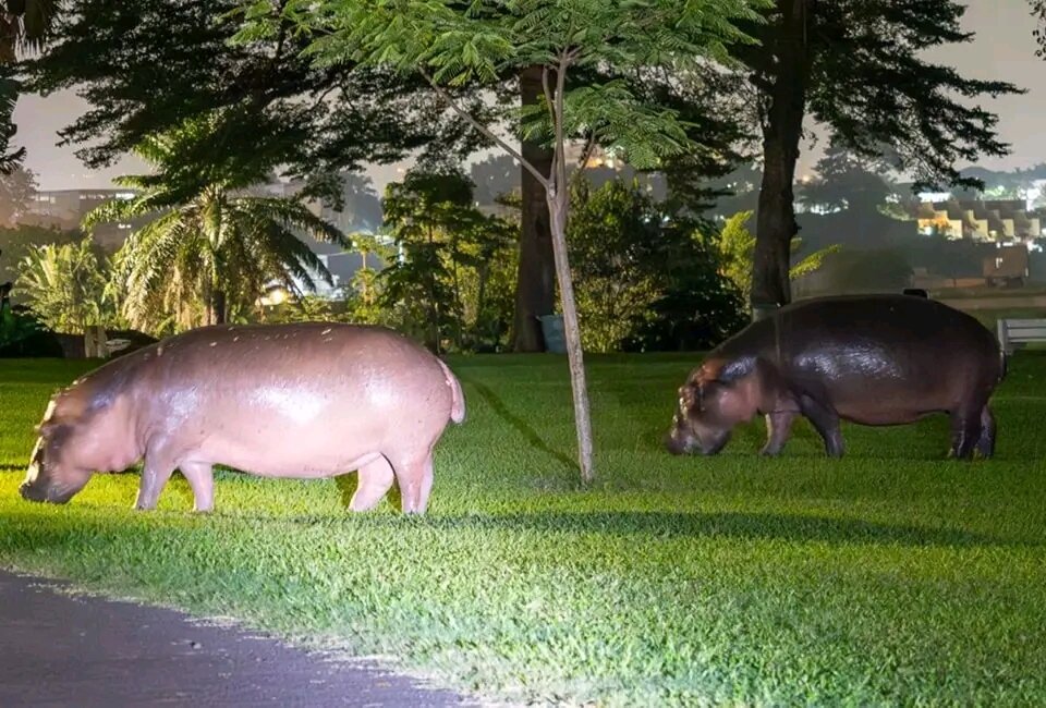 Save Hippopotamuses from Anthrax in Virunga Park