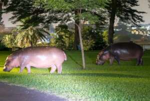 Save Hippopotamuses from Anthrax in Virunga Park