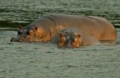 Save Hippopotamuses from Anthrax in Virunga Park