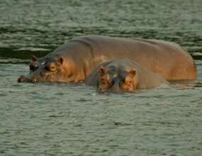 Save Hippopotamuses from Anthrax in Virunga Park