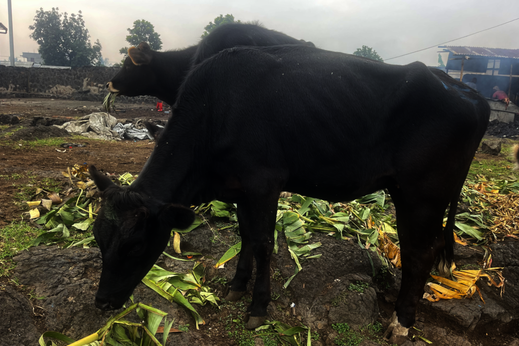 Donate Meat to Vulnerable Families in Goma, DRC