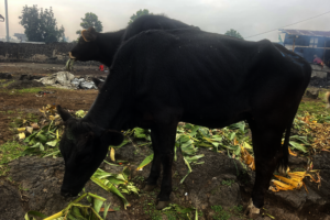 Donate Meat to Vulnerable Families in Goma, DRC