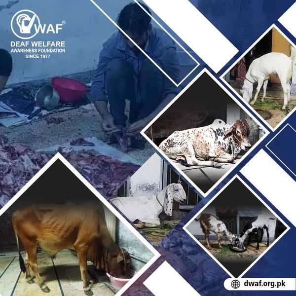 Qurbani for 100 Deserving Deaf Families