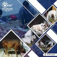 Qurbani for 100 Deserving Deaf Families