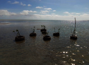 Out-planted mangroves with protectors
