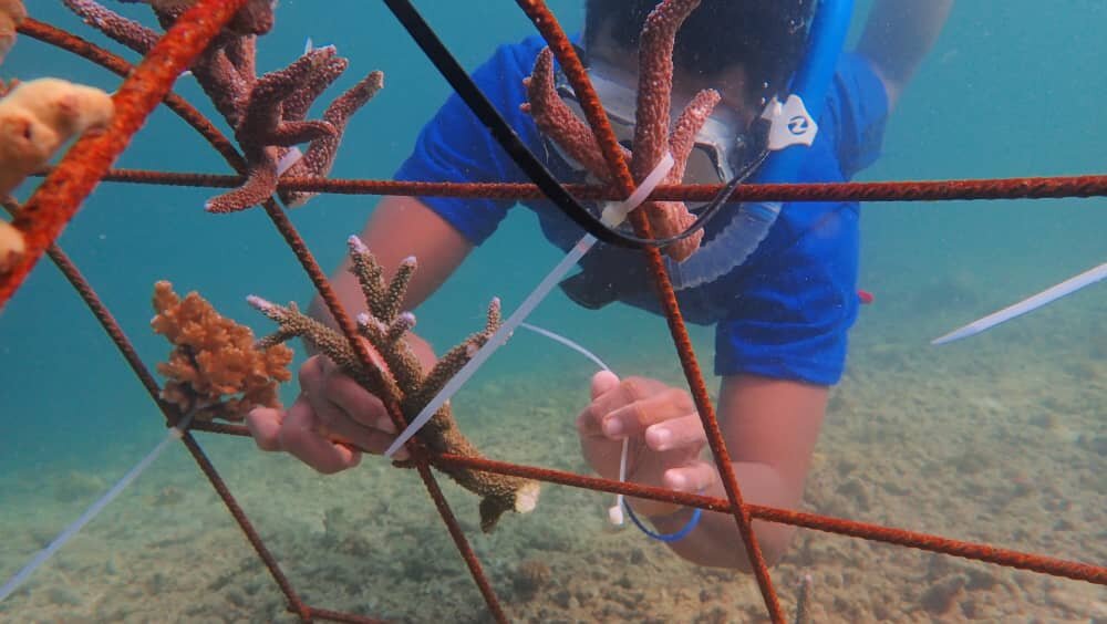 Rebuilding reefs and livelihoods in PNG
