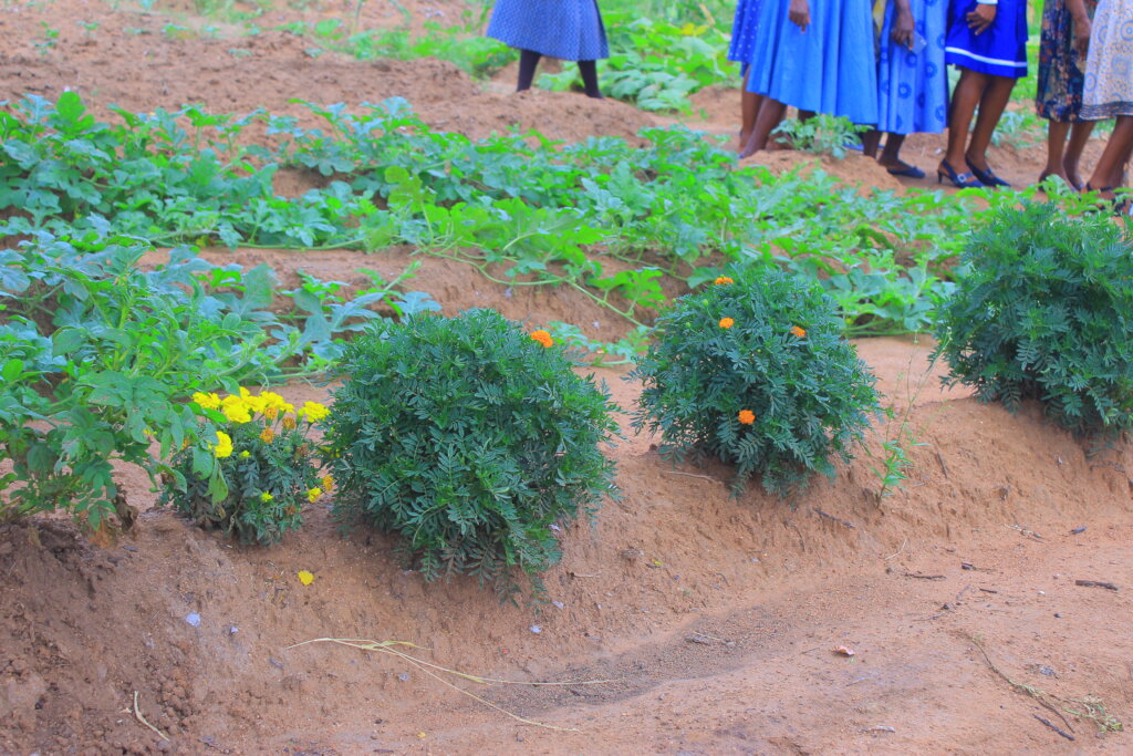 Permaculture awareness for 1000 women in a year