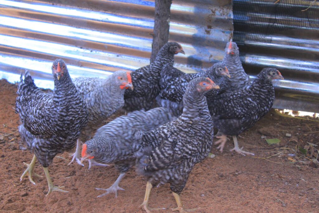 Permaculture awareness for 1000 women in a year