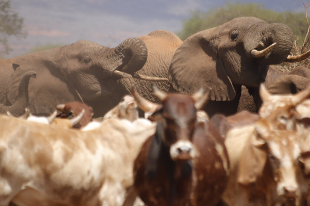 Help Prevent Human-Wildlife Conflict in Kenya