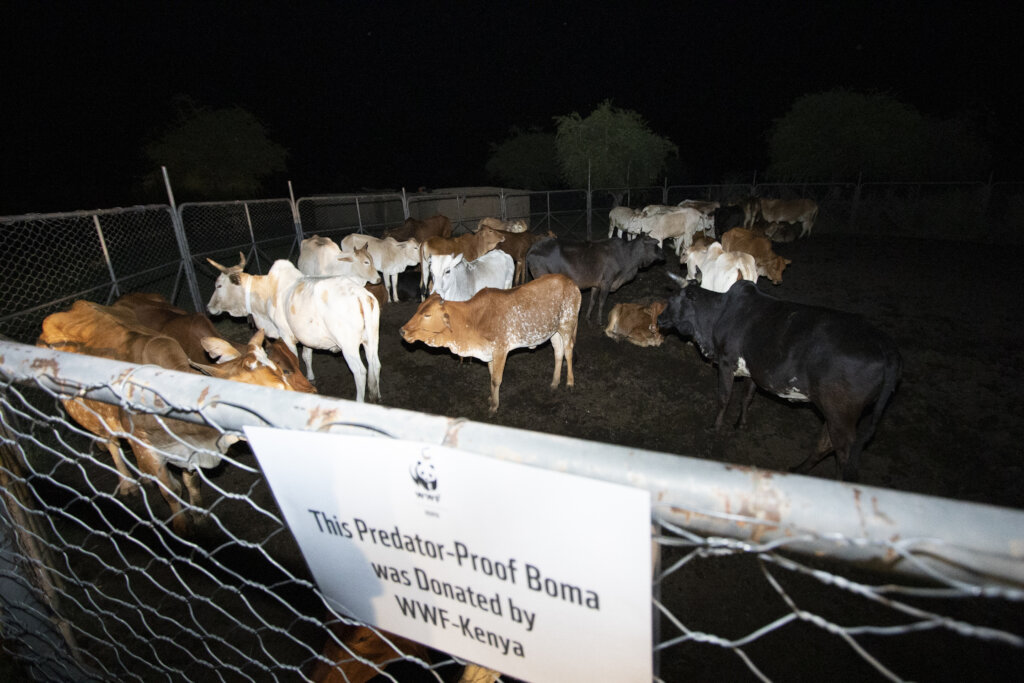 Help Prevent Human-Wildlife Conflict in Kenya