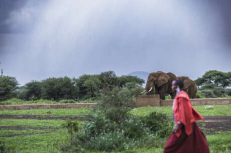 Help Prevent Human-Wildlife Conflict in Kenya
