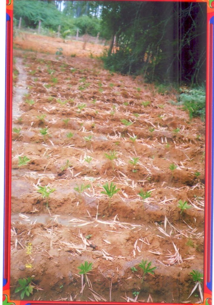 Climate Change Awareness to Farmers and Plantation
