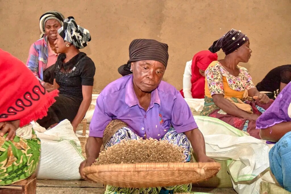 Empower Coffee Farmers in DRcongo