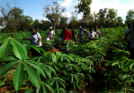 Cassava farming, Smart sustainable agriculture