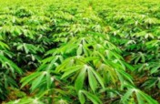Cassava farming, Smart sustainable agriculture