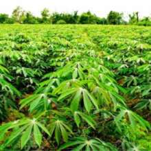Cassava farming, Smart sustainable agriculture