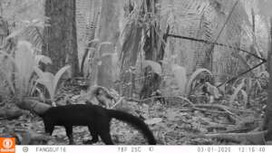 Camera trap Image