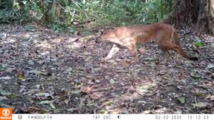 Camera trap Image