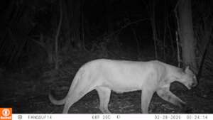 Camera trap Image