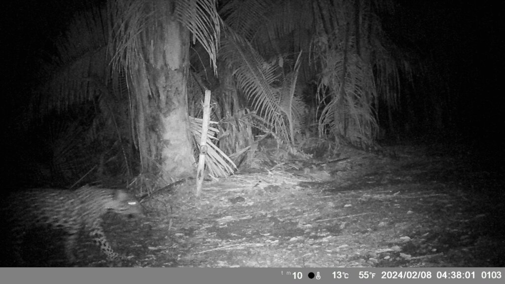 Saving Tapir Mountain: For Nature & Communities
