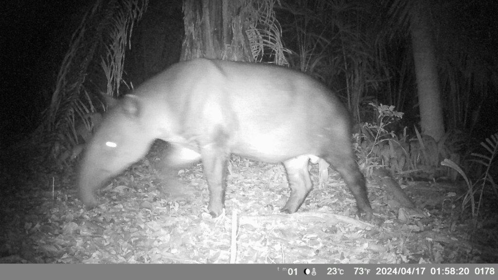 Saving Tapir Mountain: For Nature & Communities