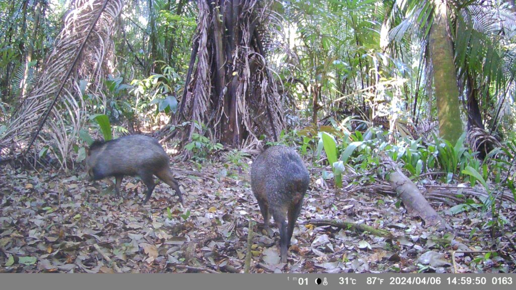 Saving Tapir Mountain: For Nature & Communities