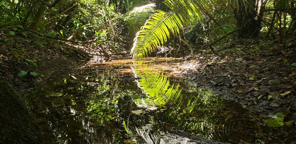Saving Tapir Mountain: For Nature & Communities