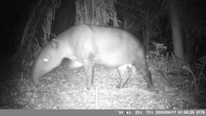 Tapir in TMNR