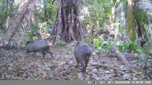 Peccary in TMNR