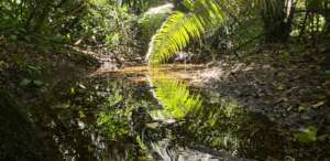 Creek in TMNR