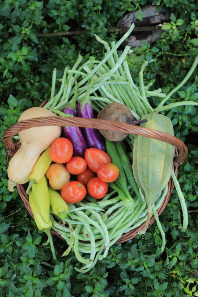 Feed Kids in Sri Lanka; Teach 15,000 to Grow Food