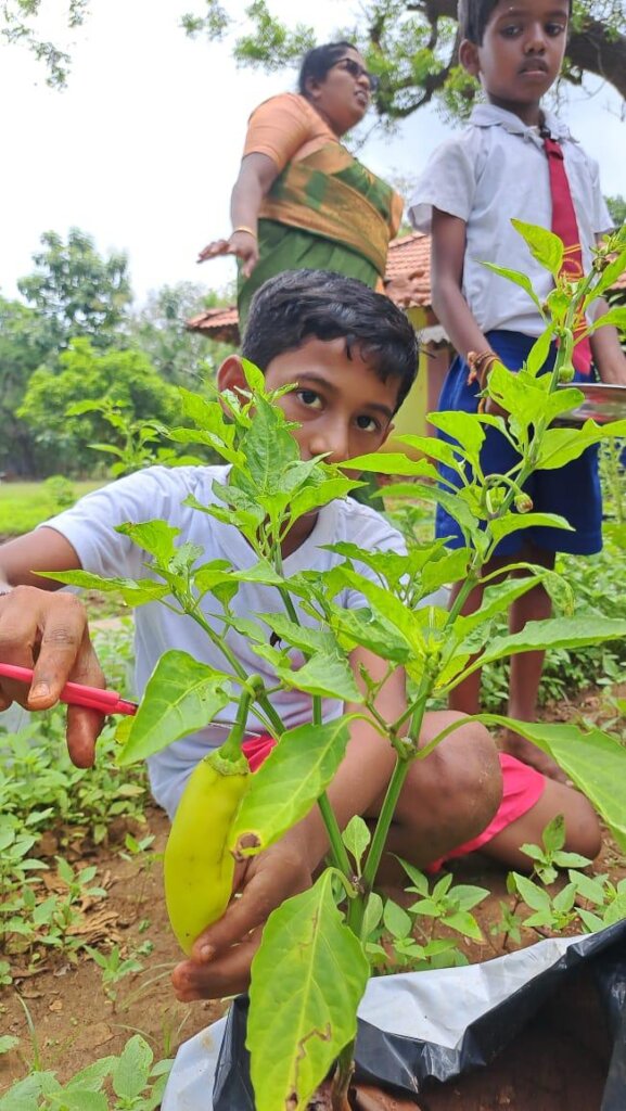 Feed Kids in Sri Lanka; Teach 15,000 to Grow Food
