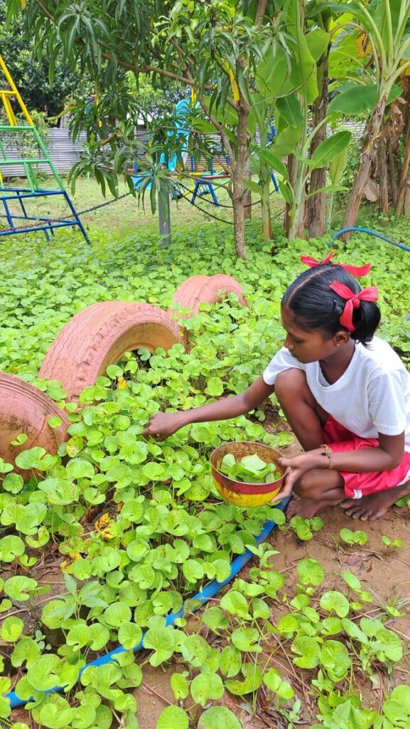 Feed Kids in Sri Lanka; Teach 15,000 to Grow Food