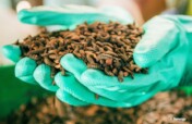 Support Youth Through Edible Insect Farming