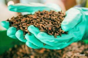 Support Youth Through Edible Insect Farming