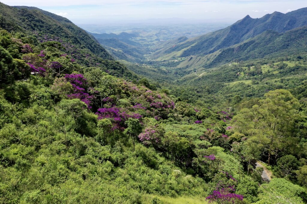 Restoration area - Bananal-SP, Brazil