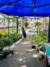 Sapling distribution event - Bananal, Brazil