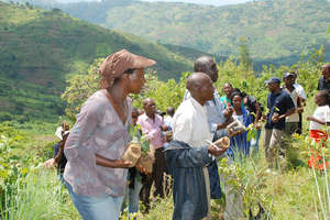 Tree Planting