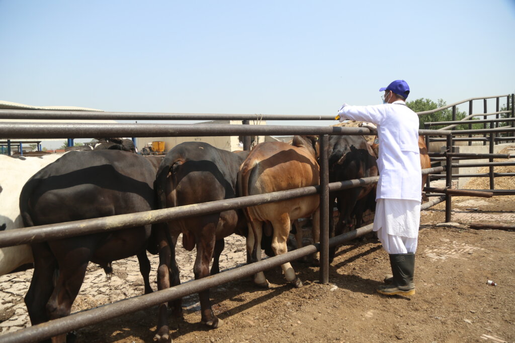 Qurbani for 1000 Orphans in Pakistan