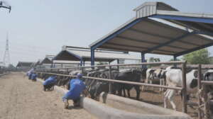 Alkhidmat Cattle Farm
