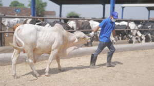 Alkhidmat Cattle Farm