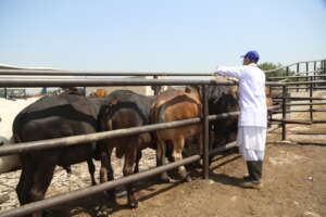 Proper Medical team inside Cattle farm