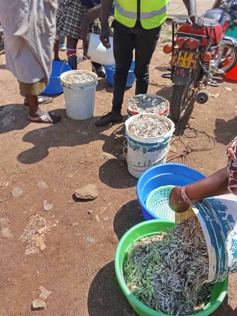 Fresh Omena being Loaded for Transport