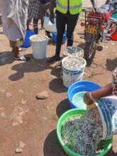 Fresh Omena being Loaded for Transport