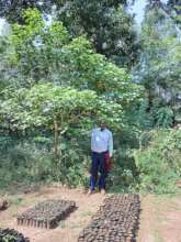 Forester Abunga with Croton Macrostachyus (HIV)