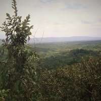 Montane Forests