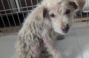 Pay for dog food transport