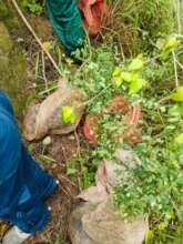 Planting areas are far, trees need to be carried