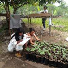 Kogui indigenous community tree nursery