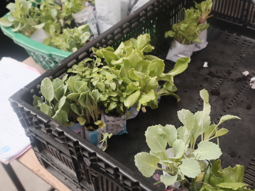 A Holistic Approach to Health in Rural Guatemala